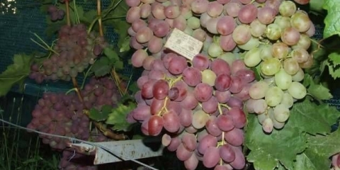 Ultra rane, super rane, super rane sorte grožđa